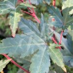 Acer palmatum 'Mila' - Érable du Japon