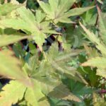 Acer palmatum 'Mila' - Érable du Japon