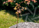 Acer palmatum 'Mira'