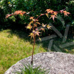 Acer palmatum 'Mira'