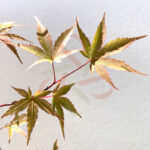 Acer palmatum 'Mira'