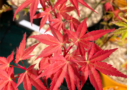 Acer palmatum 'Mira' - Érable du Japon