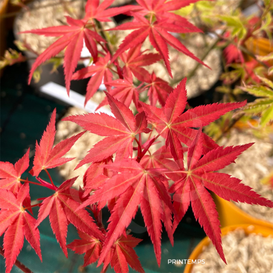 Acer palmatum 'Mira' - Érable du Japon