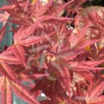 Acer palmatum 'Mira' - Érable du Japon