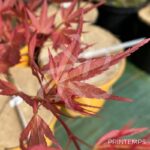 Acer palmatum 'Mira' - Érable du Japon