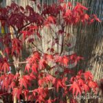 Acer palmatum 'Mira' - Érable du Japon