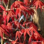 Acer palmatum 'Mira' - Érable du Japon