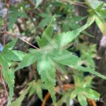 Acer palmatum 'Mira' - Érable du Japon