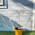 Acer palmatum 'Mira' - Érable du Japon