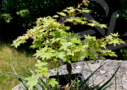 Acer palmatum 'Muka'