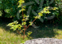 Acer palmatum 'Muka'