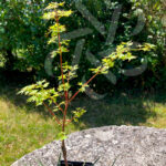 Acer palmatum 'Muka'