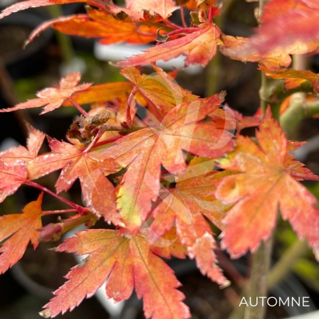 Acer palmatum 'Muka' - Érable du Japon