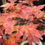 Acer palmatum 'Muka' - Érable du Japon