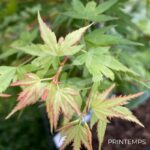 Acer palmatum 'Muka' - Érable du Japon