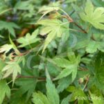 Acer palmatum 'Muka' - Érable du Japon