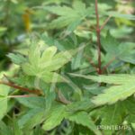 Acer palmatum 'Muka' - Érable du Japon