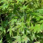 Acer palmatum 'Muka' - Érable du Japon