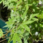 Acer palmatum 'Muka' - Érable du Japon