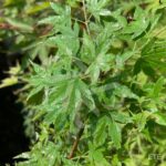 Acer palmatum 'Muka' - Érable du Japon