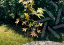 Acer palmatum 'Naka oku gawa'