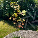 Acer palmatum 'Naka oku gawa' disponible en notre magasin en ligne de plantes