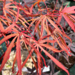 Acer palmatum 'NC Red' - Érable du Japon