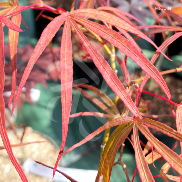 Acer palmatum 'NC Red' - Érable du Japon