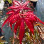 Acer palmatum 'NC Red' - Érable du Japon