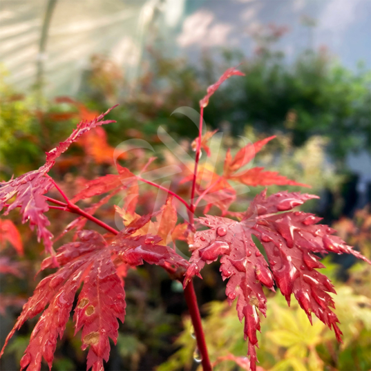 Acer Palmatum Nogat - Acer Palmatum - Érables du Japon en notre magasin en ligne de plantes