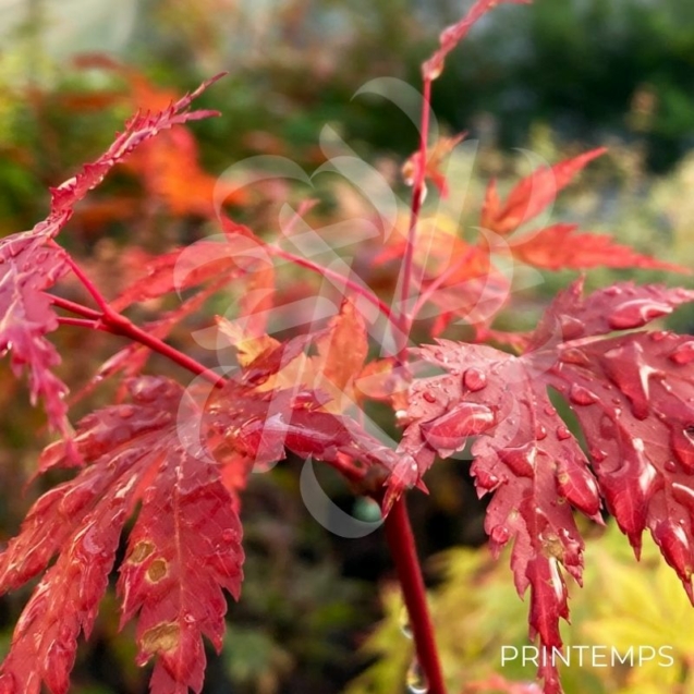 Acer Palmatum 'Nogat' - Érable du Japon