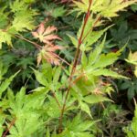 Acer Palmatum 'Nogat' - Érable du Japon