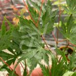 Acer Palmatum 'Nogat' - Érable du Japon
