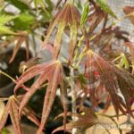Acer Palmatum 'Nomura Koyo' - Érable du Japon