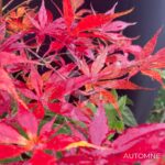 Acer palmatum 'Nyaku oji' - Érable du Japon