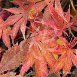 Acer palmatum 'Nyaku oji' - Érable du Japon