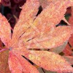 Acer palmatum 'Nyaku oji' - Érable du Japon