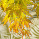 Acer palmatum 'Orange Lace'