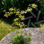 Acer palmatum 'Relish' disponible en notre magasin en ligne de plantes