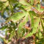 Acer palmatum 'Relish' - Érable du Japon