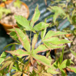 Acer palmatum 'Relish' - Érable du Japon