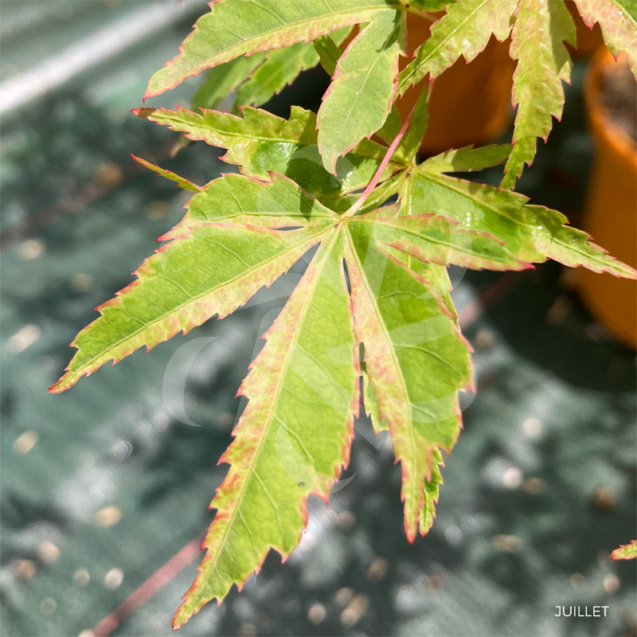 Acer palmatum 'Relish' - Érable du Japon