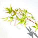 Acer palmatum 'Relish'