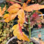 Acer palmatum 'Relish' - Érable du Japon