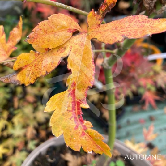 Acer palmatum 'Relish' - Érable du Japon
