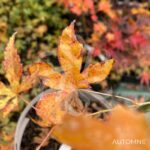 Acer palmatum 'Relish' - Érable du Japon