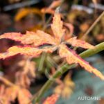 Acer palmatum 'Relish' - Érable du Japon