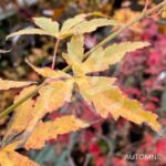 Acer palmatum 'Relish' - Érable du Japon