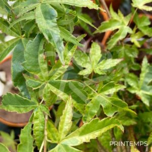 Acer palmatum 'Relish' - Érable du Japon
