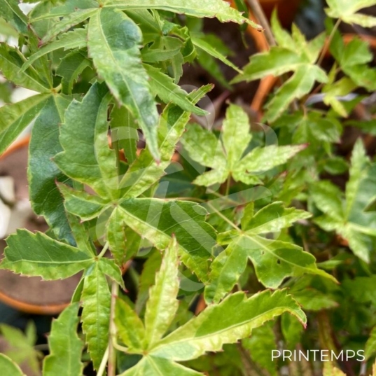Acer palmatum 'Relish' - Érable du Japon
